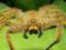 Heteropoda davidbowie Piękny pająk z Malezji