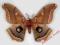 Motyl- Antherea polyphemus !!!
