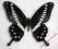 Motyl- Papilio lormieri !!!