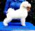 , ANGEL Diamond Paradise FCI -bichon frise