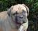 ***CANE ***CORSO FCI -- SUCZKI