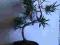 BONSAI PODOCARPUS bonsaj zdrowe na prezent HIT