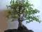 BONSAI SAGERETIA piękne drzewka TANIO! na prezent