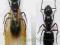 Camponotus herculeanus Gmachówka cieśla
