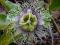 Męczennica jadalna (Passiflora edulis) [MARAKUJA]
