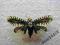 motyl Arctiidae sp. from Vietnam RARE species!!!