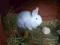 królik króliki wiedeński biały,niebieski&lt; RODOW