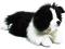 Miyoni pies border collie 20,5cm