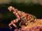 Theopropus elegans Różowa Modliszka Borneo
