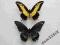 motyl Papilio androgeus PAIR from Surinam RARE!!!