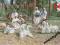ALGIERIA - MUZYCY - MĘŻCZYZNA - FOLKLOR - STROJE