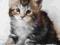 MAINE COON piękne duże kocięta kociaki - WARSZAWA