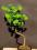 drzewko bonsai - miłorząb (ginko) - prezent