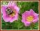 W115 Róża błotna __ Rosa palustris __ sadzonki