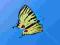 Latawiec Butterfly SWALLOWTAIL