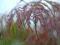 Klon palmowy odmiana Garnet' - BONSAI piękne