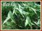 W136 Strzałka wąskolistna (Sagittaria sagittifolia