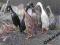 biegus biegusy indyjskie kaczki ptaki dorosłe