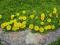 Delosperma NUBIJSKA o żółtych kwiatach