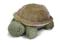Grzechotka - maskotka żółw