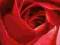 Róża (czerwona) - plakat, plakaty 30,5x91,5 cm