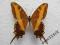 motyl Papilio andraemon MALE from Cuba RARE!!!