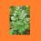 Lubczyk wieloletni sadzonka zioła przyprawy maggi
