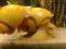 Ślimaki Ampularia Gold
