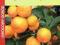 CYTRUSY Owocowy ogród cytryna pomarańcza kumkwat