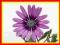 Osteospermum 'Purple Stripe' -DUŻE SADZONKI !!-