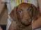 CHESAPEAKE BAY RETRIEVER