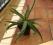 Aloes