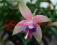 Fuksja stojąca biało-fioletowa liliowa DIANA duża