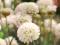 ARMERIA ALBA zielony dywan i białe kwiaty