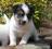 Jack Russel Terrier - szczenięta rodowodowe