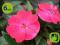 Sunpatiens Magenta