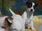 Piękne szczeniaki Jack Russell Terrier
