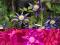CLEMATIS -POWOJNIK HAKUOOKAN Kwiat ciemny fiolet