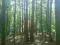 Sprzedam las jodłowo-bukowy 100-letni 1,38 ha