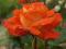 Piękne Róże Pomarańczowe, Róża rabatowa