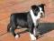 Boston Terrier FCI