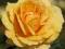 róża SOPHIA RENAISSANCE (Poulen002)