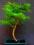 drzewko bonsai larix prezent