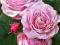 róża francuska SOEUR EMMANUELLE (DELamo)