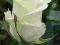 Róża wielkokwiatowa Biała szlachetna PA K 783