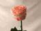 Róża stabilizowana duża - baby pink