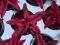 Cryptanthus RUBIN STAR Skrytokwiat terrarium