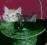 syberyjskie syberyjski kot kocięta rudy szylkret