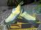 buty do wspinaczki La Sportiva rozm. EUR 37,5