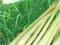 Trawa cytrynowa (Palczatka cytrynowa) zioła 0,1g
